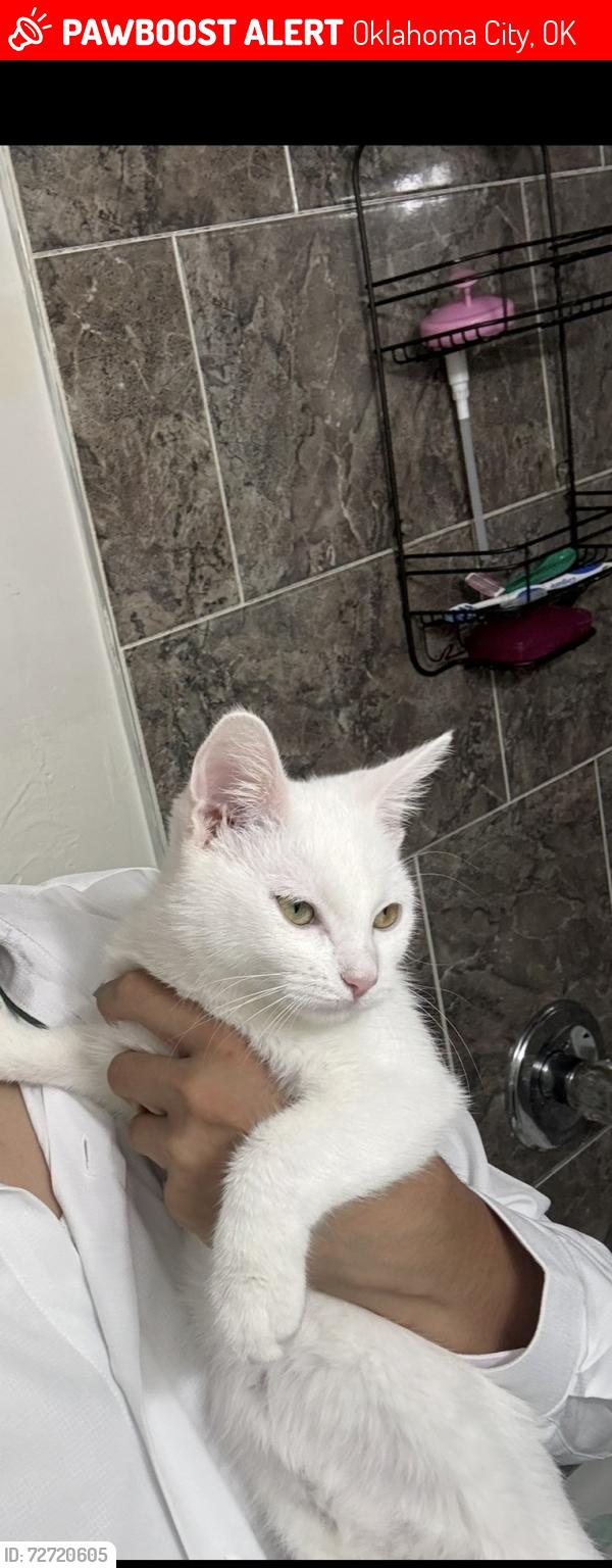 Lost Female Cat last seen may and 44 th sw, Oklahoma City, OK 73119