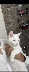 Lost Female Cat last seen may and 44 th sw, Oklahoma City, OK 73119
