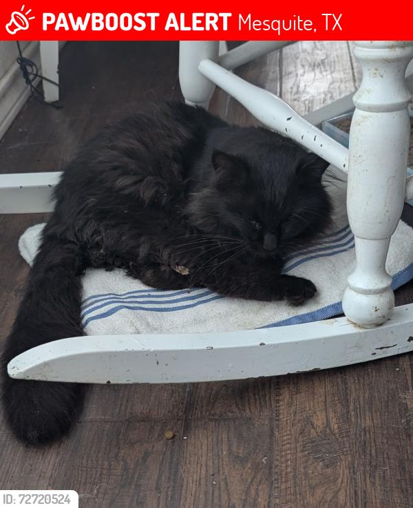 Lost Male Cat last seen Laprada and Galloway, Mesquite, TX 75150