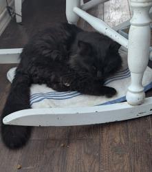 Lost Male Cat last seen Laprada and Galloway, Mesquite, TX 75150