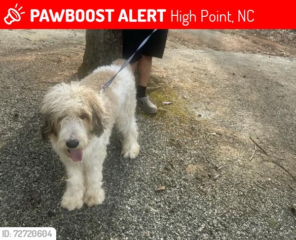 Lost Male Dog last seen Highpoint textile place , High Point, NC 27262
