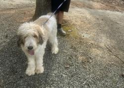 Lost Male Dog last seen Highpoint textile place , High Point, NC 27262