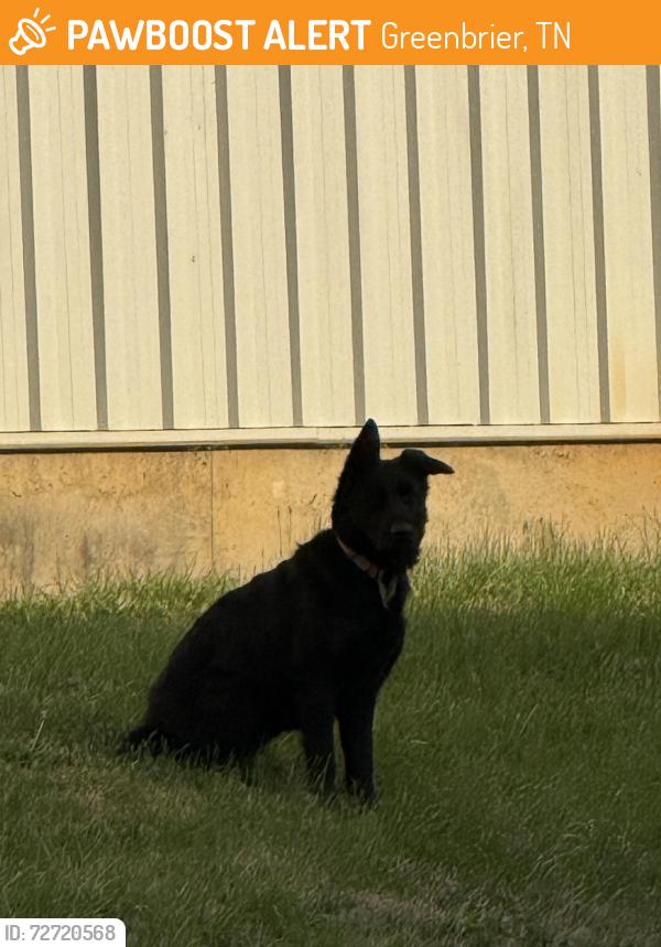 Found/Stray Unknown Dog last seen Hanging out at/around CareLine. Intersection Lake Rd. And Woodruff Ave. , Greenbrier, TN 37073