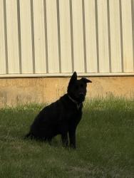 Found/Stray Unknown Dog last seen Hanging out at/around CareLine. Intersection Lake Rd. And Woodruff Ave. , Greenbrier, TN 37073