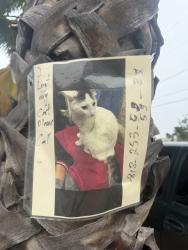 Lost Male Cat last seen Lull st and fair ave, Los Angeles, CA 91306