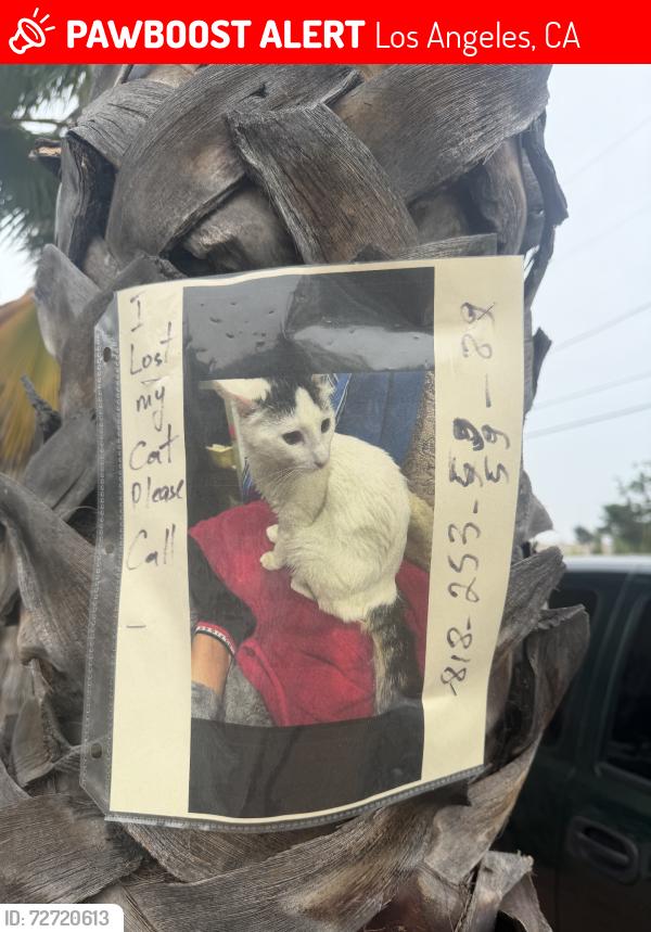 Lost Male Cat last seen Lull st and fair ave, Los Angeles, CA 91306