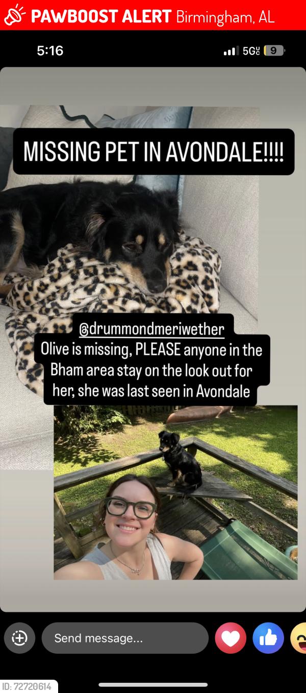 Lost Female Dog last seen Near Hardy Automative ran into woods, Birmingham, AL 35222