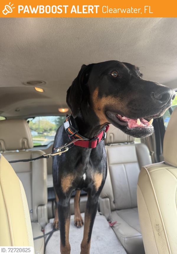 Found/Stray Male Dog last seen Fairwood , Clearwater, FL 33759