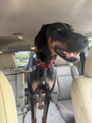 Found/Stray Male Dog last seen Fairwood , Clearwater, FL 33759