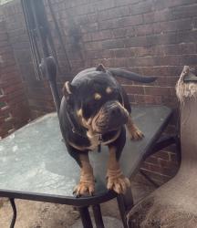 Lost Female Dog last seen Cookout, High Point, NC 27262