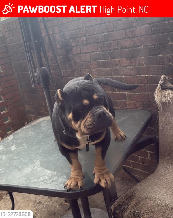 Lost Female Dog last seen Cookout, High Point, NC 27262