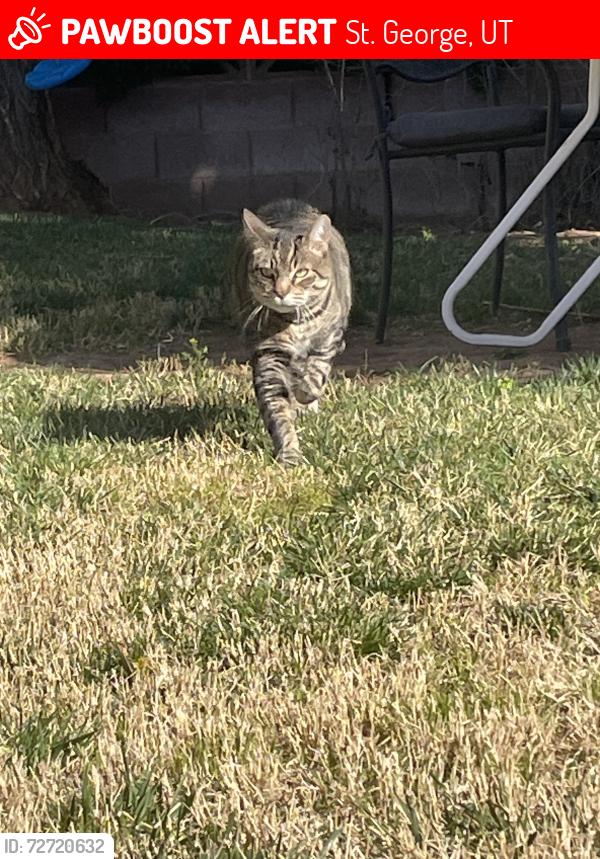 Lost Male Cat last seen Near fire hse, St. George, UT 84790