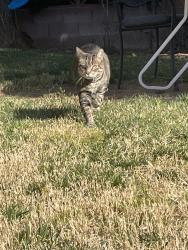 Lost Male Cat last seen Near fire hse, St. George, UT 84790