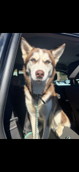 Lost Male Dog last seen Near Gerald R. Freeman campground , Diana, WV 26217