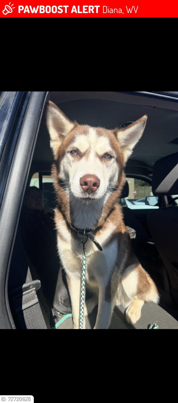 Lost Male Dog last seen Near Gerald R. Freeman campground , Diana, WV 26217