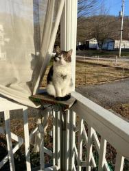 Lost Male Cat last seen Coal River road , Saint Albans, WV 25177