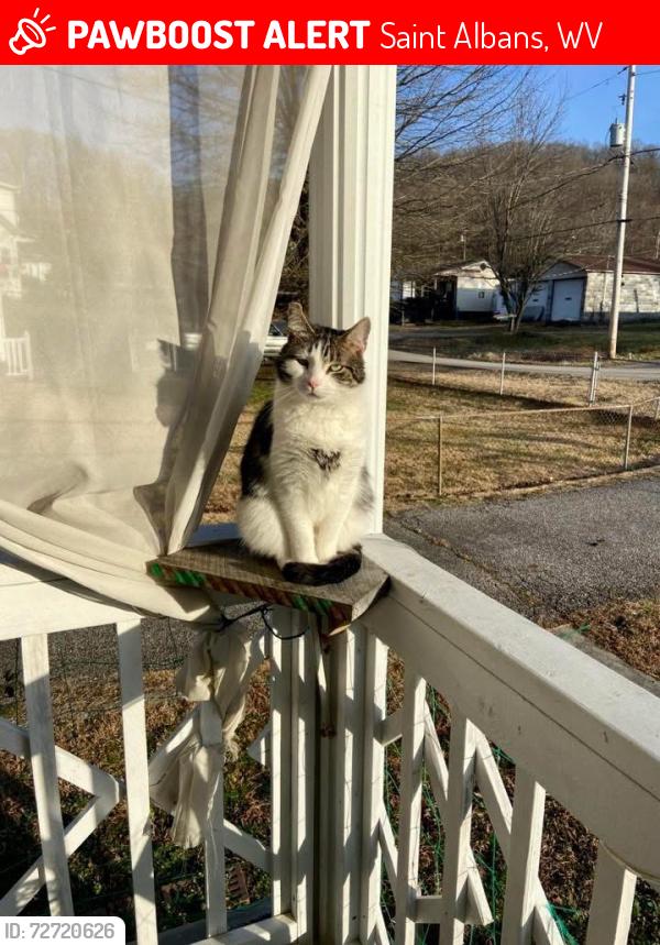 Lost Male Cat last seen Coal River road , Saint Albans, WV 25177