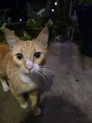 Found/Stray Male Cat last seen Riverdale and Tustin , Orange, CA 92865