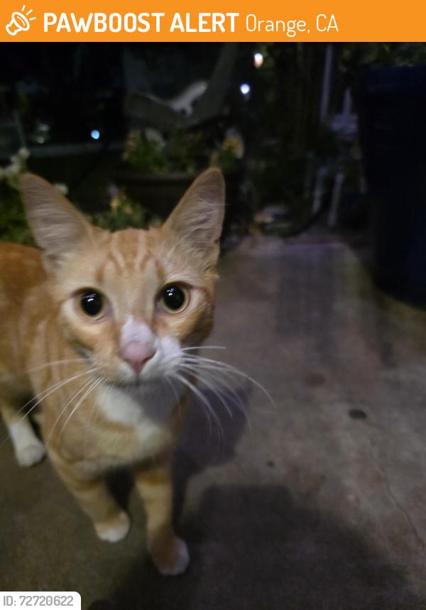 Found/Stray Male Cat last seen Riverdale and Tustin , Orange, CA 92865