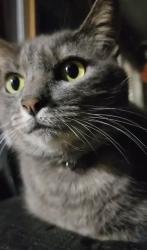 Lost Female Cat last seen Near 3/4 bodger st, South El Monte, CA 91733