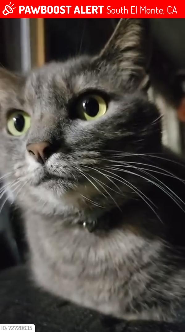 Lost Female Cat last seen Near 3/4 bodger st, South El Monte, CA 91733