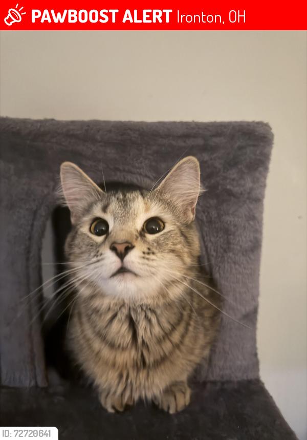 Lost Female Cat last seen Ironton, Ironton, OH 45638