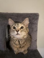 Lost Female Cat last seen Ironton, Ironton, OH 45638