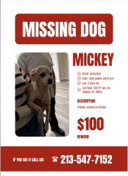 Lost Female Dog last seen Near the stop sign, Los Angeles, CA 90043