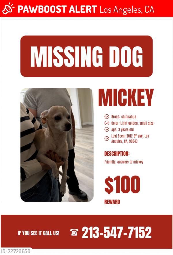 Lost Female Dog last seen Near the stop sign, Los Angeles, CA 90043
