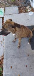 Found/Stray Female Dog last seen Village green elementary school , Hialeah, FL 33010
