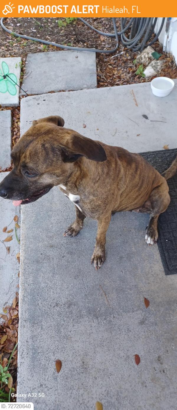 Found/Stray Female Dog last seen Village green elementary school , Hialeah, FL 33010