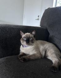 Lost Female Cat last seen 15th st near Davis Elementary , Santa Ana, CA 92701