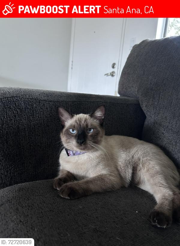 Lost Female Cat last seen 15th st near Davis Elementary , Santa Ana, CA 92701