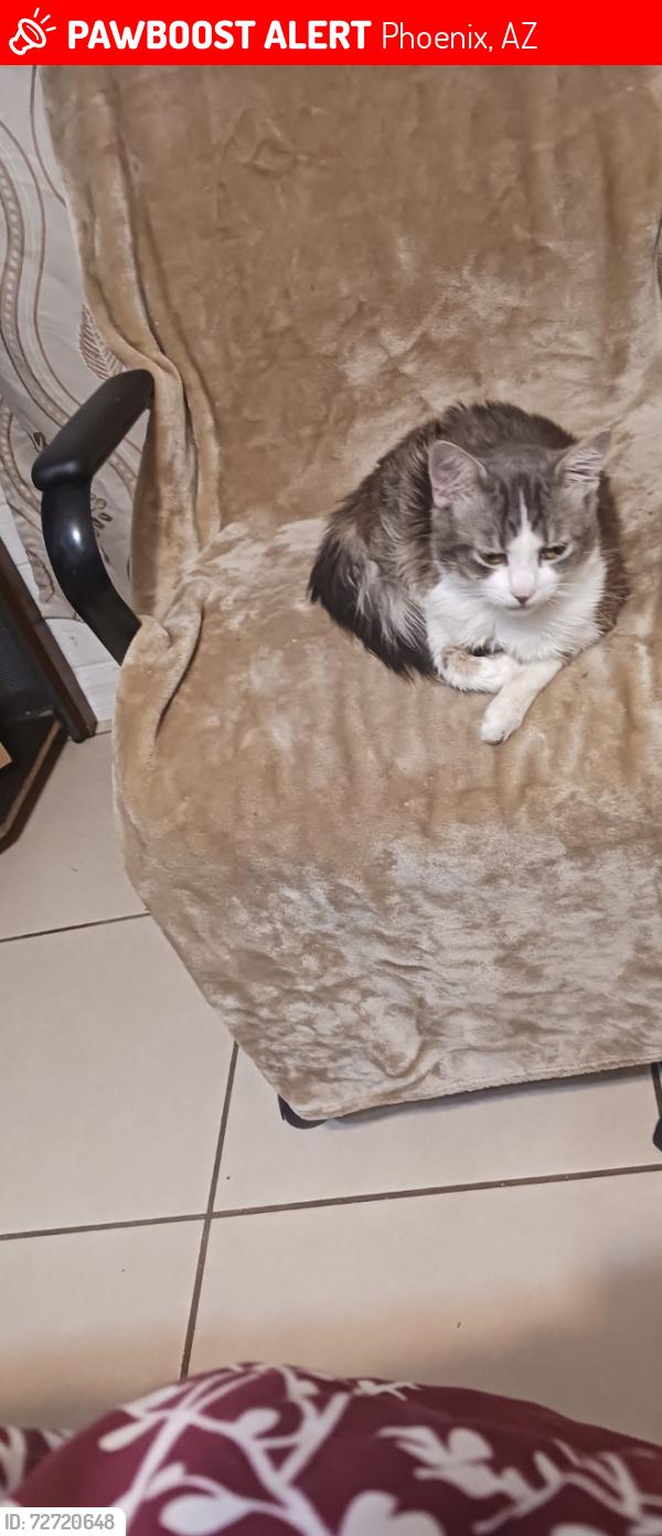 Lost Male Cat last seen Peoria and 15 ave phx AZ 85021, Phoenix, AZ 85021