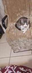 Lost Male Cat last seen Peoria and 15 ave phx AZ 85021, Phoenix, AZ 85021