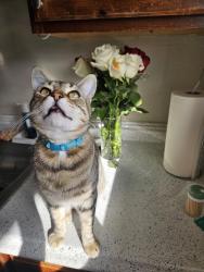 Lost Male Cat last seen 15th st imperial beach, Imperial Beach, CA 91932