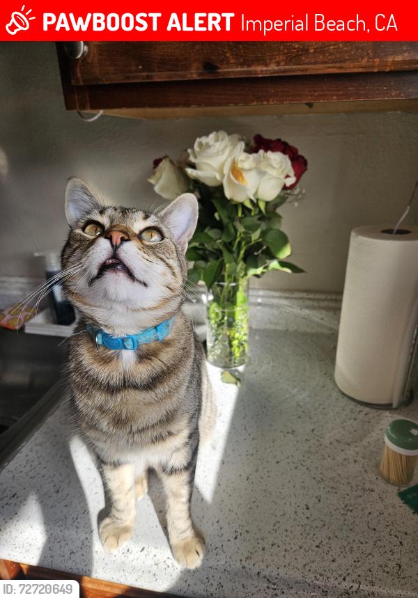 Lost Male Cat last seen 15th st imperial beach, Imperial Beach, CA 91932