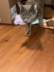 Found/Stray Unknown Cat last seen hse, Wilmington, NC 28403