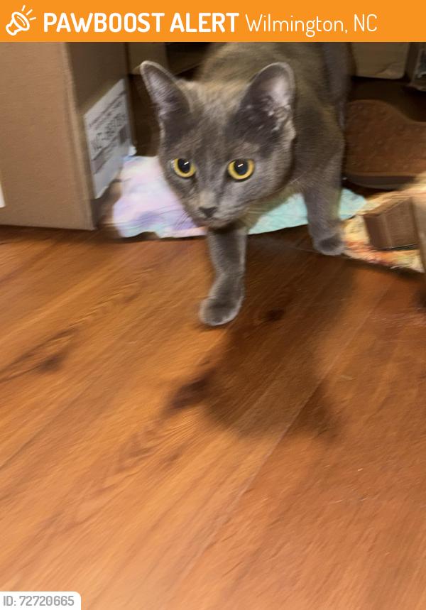 Found/Stray Unknown Cat last seen hse, Wilmington, NC 28403