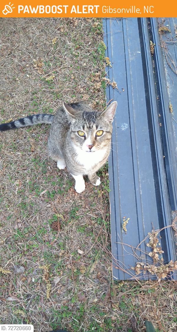 Found/Stray Female Cat last seen Cushman Rd Gibsonville,  NC , Gibsonville, NC 27249