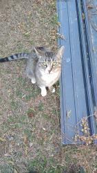 Found/Stray Female Cat last seen Cushman Rd Gibsonville,  NC , Gibsonville, NC 27249