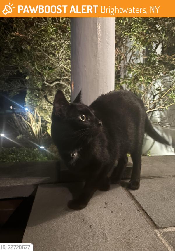 Found/Stray Unknown Cat last seen Iroquois , Brightwaters, NY 11718