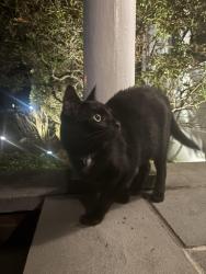 Found/Stray Unknown Cat last seen Iroquois , Brightwaters, NY 11718