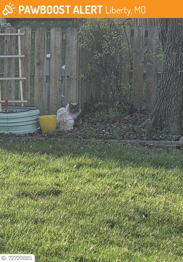 Found/Stray Unknown Cat last seen Hawthorne Drive and White Oak Drive, Liberty, MO 64068