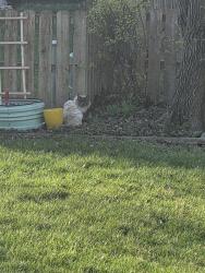 Found/Stray Unknown Cat last seen Hawthorne Drive and White Oak Drive, Liberty, MO 64068