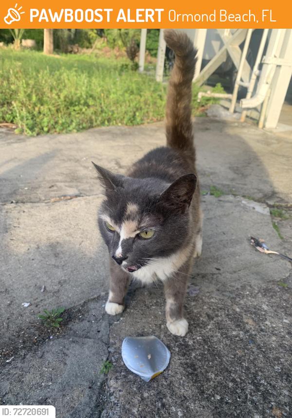 Found/Stray Female Cat last seen Plantation Oaks Blvd/us1, Ormond Beach, FL 32174
