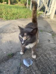 Found/Stray Female Cat last seen Plantation Oaks Blvd/us1, Ormond Beach, FL 32174