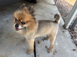 Found/Stray Male Dog last seen Elk St. & Oakland Ave, Hemet, CA 92543