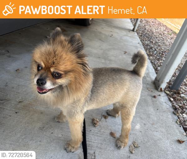 Found/Stray Male Dog last seen Elk St. & Oakland Ave, Hemet, CA 92543