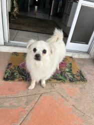 Lost Male Dog last seen Gowan and Durango, Las Vegas, NV 89129